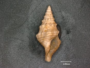 Media type: image;   Malacology 119126 Description: opening view of shell;  Aspect: apertural